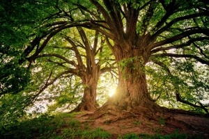 Unser Wald heute & morgen - Geführte Wanderung durch ein grünes Wunder
