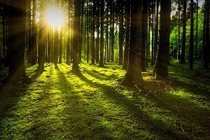 Auszeit für die Seele - Waldbaden-Breakouts im Taunus