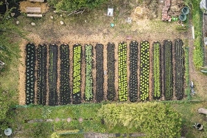 Urban Farming in Frankfurt - Führung durch die Permakultur-Gärten der GemüseheldInnen