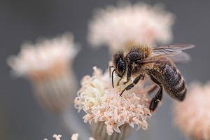 Bienenwanderung mit Honigprobe & Bio-Vesper - Obsthof am Steinberg