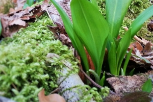 Fit in den Frühling - mit Bärlauch & der Kraft der Pflanzen