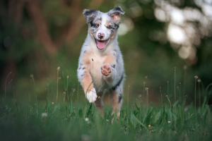 Tierisch-wildes Grün! Wildkräuter für Vierbeiner – Schwerpunkt Hund