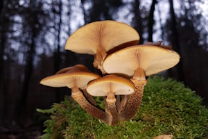 Pilzlehrwanderung in der frostigen Natur! - Exkursion in den Frankfurter Winterwald