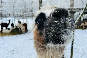 Woody Wonderland – Mit Alpakas & Lamas durch den Spessart