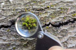 Waldexpedition im Frankfurter Stadtwald – Neuigkeiten aus dem Wood-Wide-Web